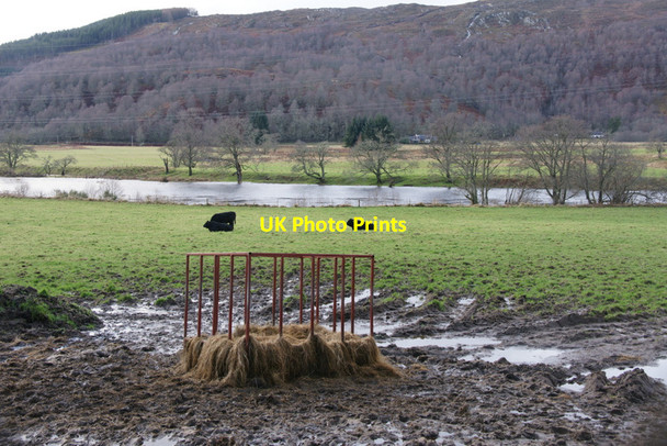 Photo 6"x4" Cattle in a field beside the River Glass at Mauld Struy c2011