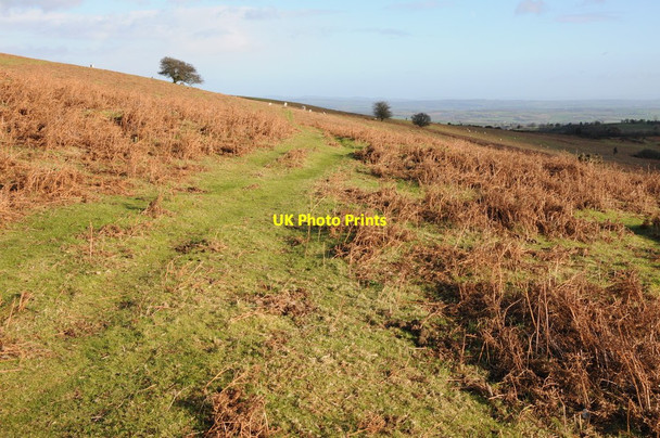 Photo 6"x4" Garway Hill Common White Rocks c2012