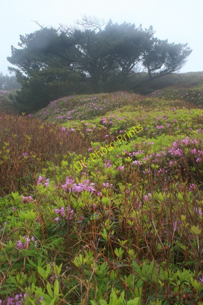 Photo 6"x4" Below Castle Down New Grimsby c2008