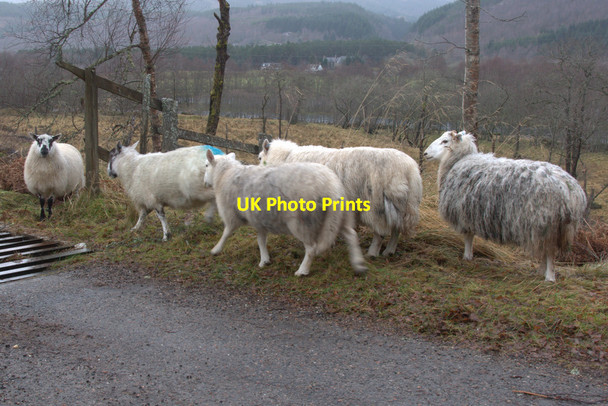 Photo 6"x4" Sheep near Cannich Cannich c2011