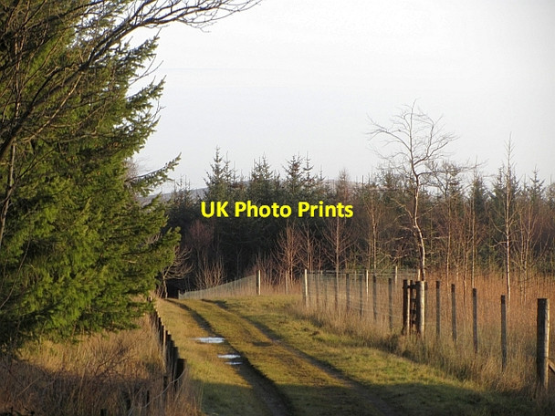 Photo 6"x4" Woodland, Spottiswoode Westruther c2012