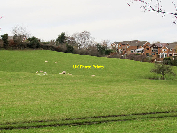 Photo 6"x4" Sheep at Sych House Farm, Bollington Bollington c2011
