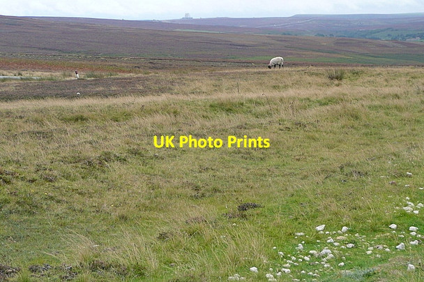Photo 6"x4" Sheep on Stony Rigg Green End\/NZ8203 c2011