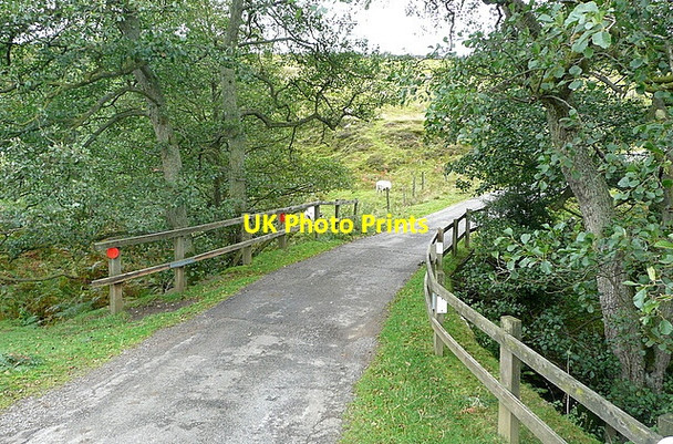Photo 6"x4" Lane to Partridge Hill Goathland c2011