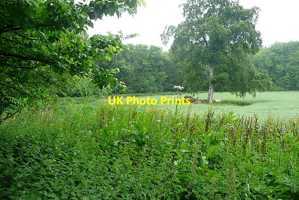 Photo 6"x4" Low Grounds Couch Green c2011