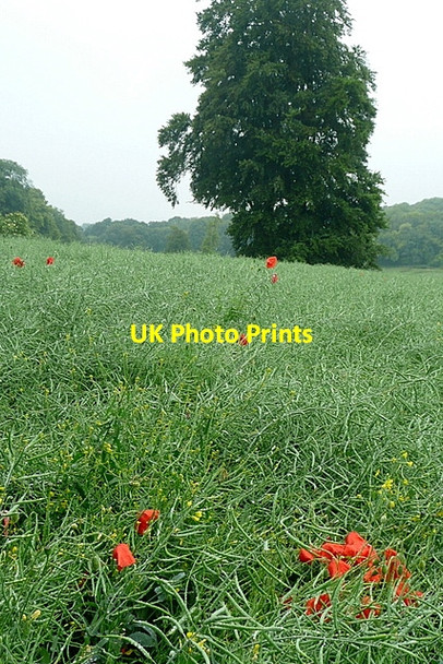 Photo 6"x4" Arable land at Low Grounds Couch Green c2011