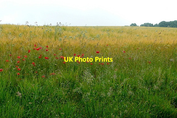 Photo 6"x4" Field off Easton Lane Winchester c2011