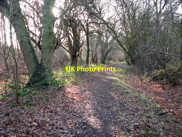 Photo 6"x4" Winter sunshine, Bentley Potash c2012