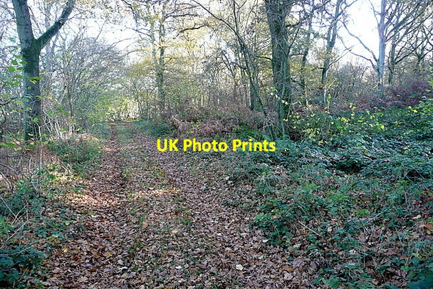 Photo 6"x4" Footpath in Frith Wood Deane\/SU5450 c2011