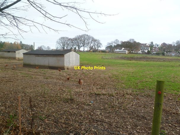 Photo 6"x4" Corfe Mullen, poultry Corfe Mullen c2012
