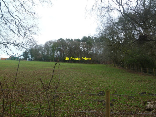 Photo 6"x4" Corfe Mullen, Cherrett's Clump Corfe Mullen c2012
