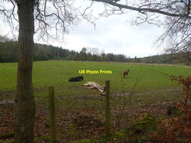 Photo 6"x4" Corfe Mullen, paddocks Corfe Mullen c2012