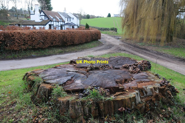 Photo 6"x4" Tree stump at Lough Pool Upper Grove Common c2012