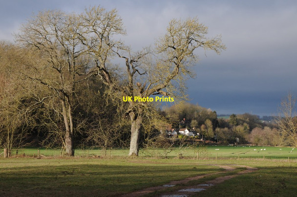 Photo 6"x4" Trees beside the River Wye Kynaston\/SO5427 c2012
