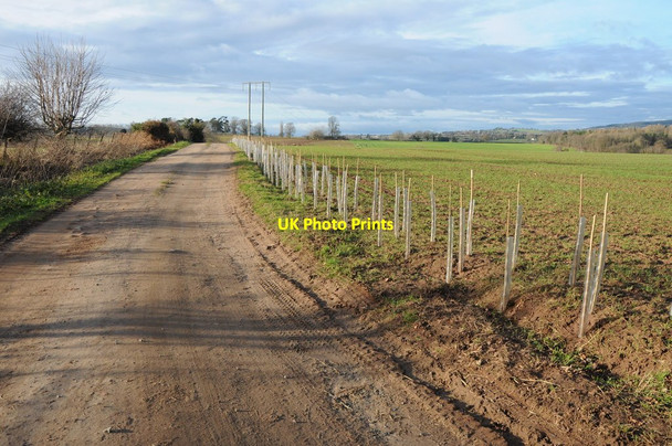 Photo 6"x4" New hedge, Harewood End Harewood End c2012
