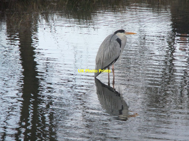 Photo 6"x4" Heron at Bishop's Lodge Pond, Richmond Park (2) Richmond\/TQ1874 c2012