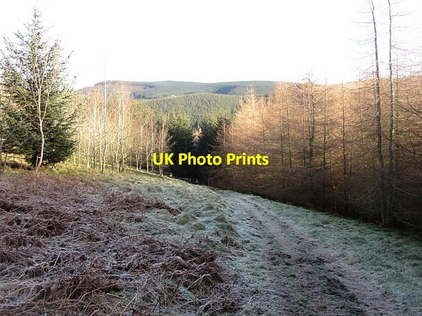 Photo 6"x4" Woodland, Whitfold Hill Peebles\/NT2540 c2012
