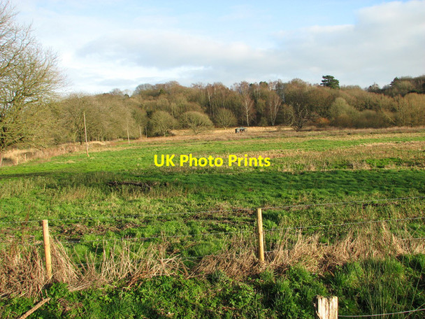 Photo 6"x4" Woodland by Wensum Lodge, Bintree Bintree c2012