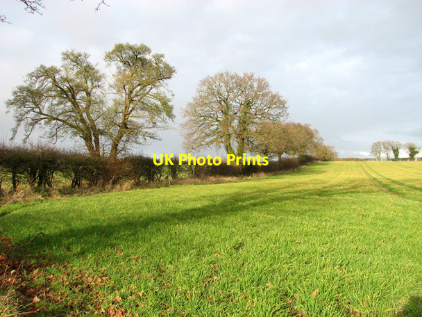 Photo 6"x4" Bare trees and field boundary hedge East Lexham c2012