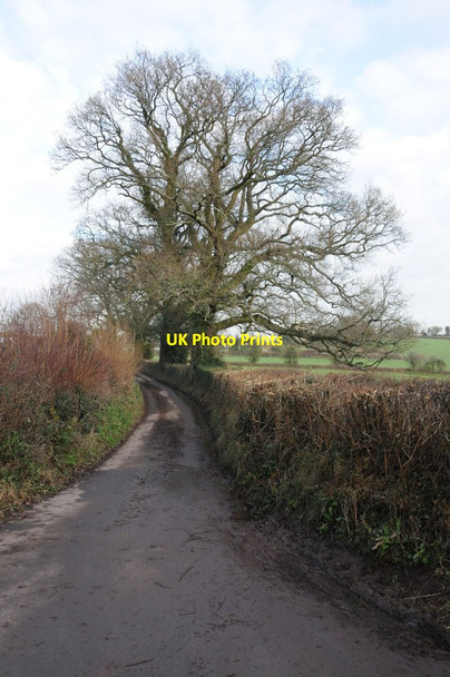 Photo 6"x4" Country road near Llanddewi Rhydderch Coed Morgan c2012