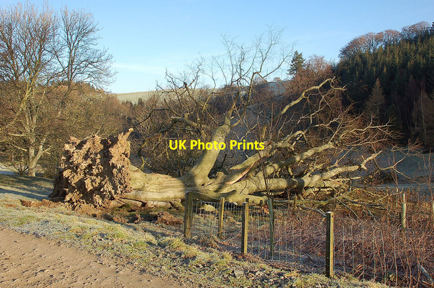 Photo 6"x4" Fallen tree, Newby Bonnington\/NT2538 c2012