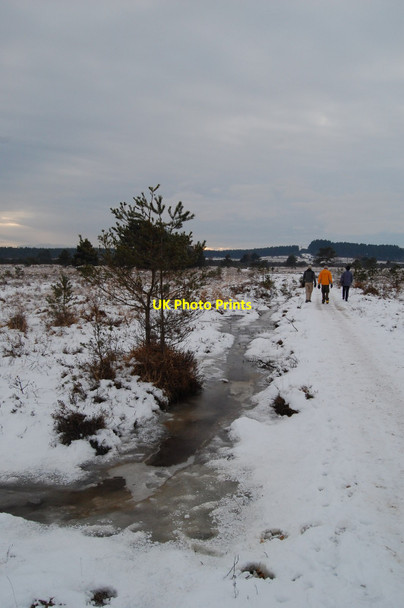 Photo 6"x4" Cranborne Common Dorset Daggons c2010