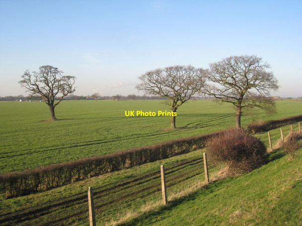 Photo 6"x4" Isolated trees Hangsman Hill c2012