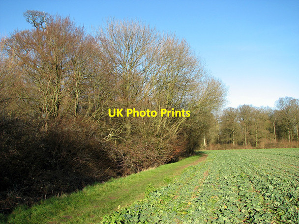 Photo 6"x4" Ash Grove, Easton Easton\/TM2858 c2012