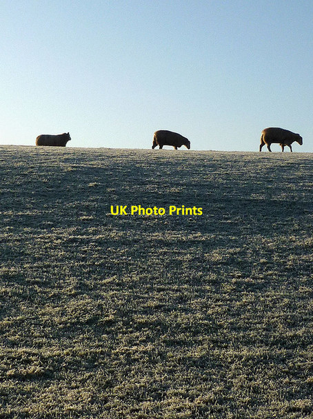 Photo 6"x4" Sheep on Castle Slack, Ousby Ousby c2012