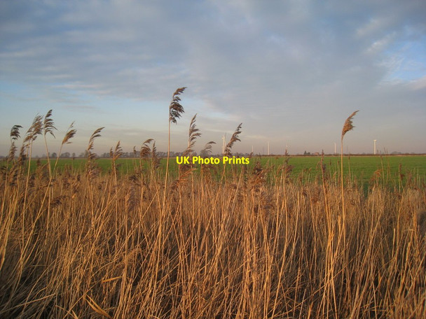 Photo 6"x4" Reeds and distant wind farm Hatfield Chase c2012