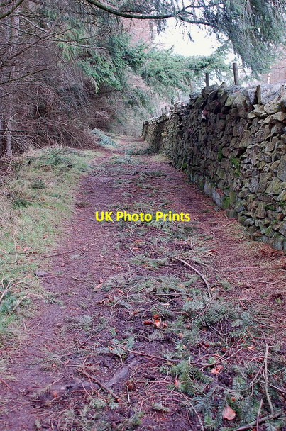 Photo 6"x4" Pine strewn path to Merrybrae Innerleithen c2012