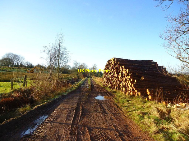 Photo 6"x4" Auchengean, timber stack [2] Slamannan c2012