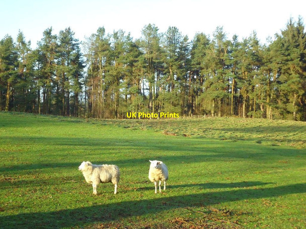 Photo 6"x4" Auchengean Wood, pasture Greenbank\/NS8679 c2012
