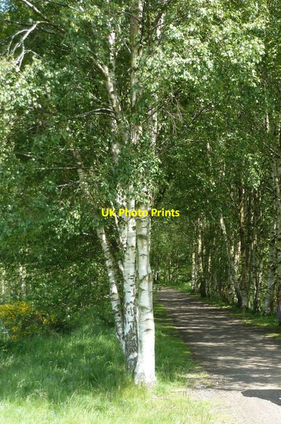 Photo 6"x4" South Tyne Trail Rowfoot c2011