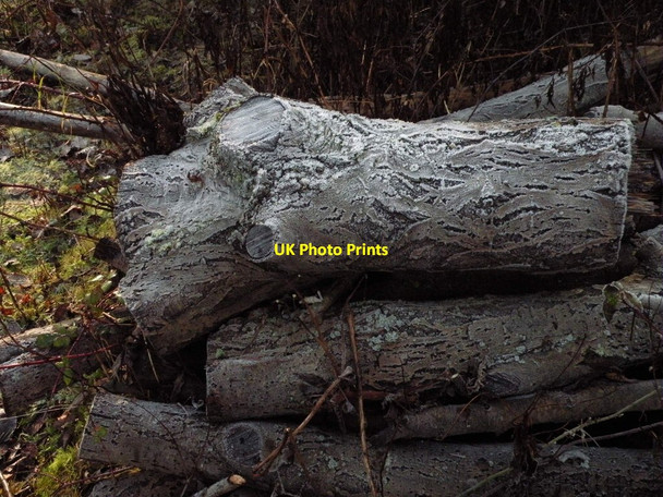 Photo 6"x4" Frosted logs at Barnwell East LNR Cambridge\/TL4658 c2012