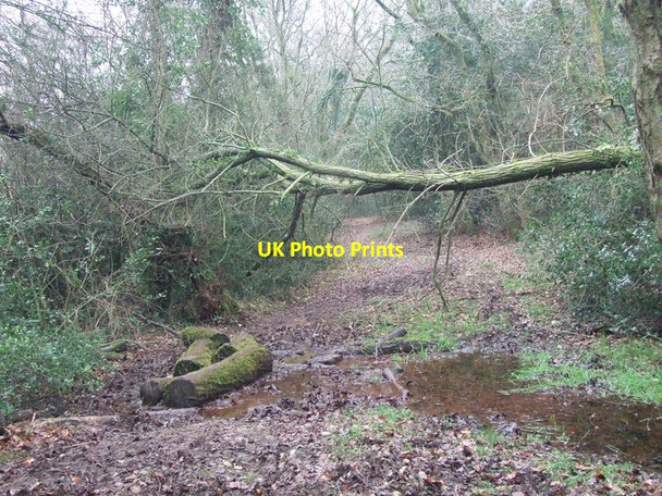 Photo 6"x4" Log Crossing, Holt Forest Crooked Withies c2012