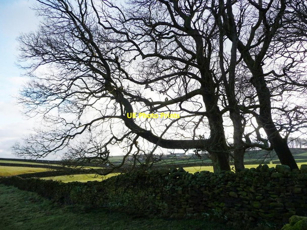 Photo 6"x4" Winter trees, Steeton Moor Eastburn Br c2012