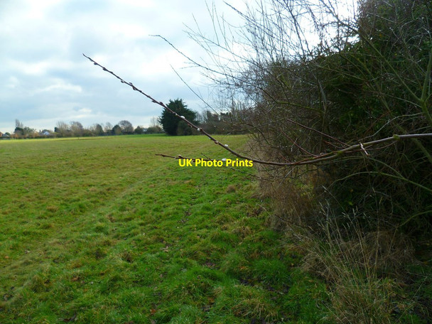 Photo 6"x4" Pussy willow near Rookery Farm Sidlesham c2012