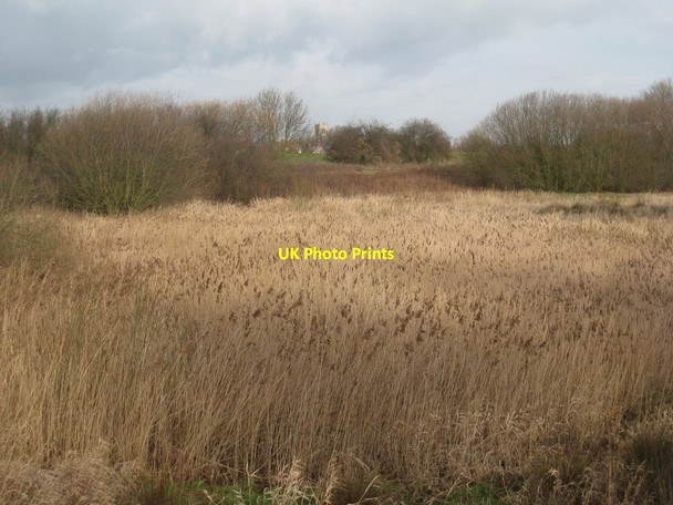 Photo 6"x4" Reed beds by the canal Fishlake c2012
