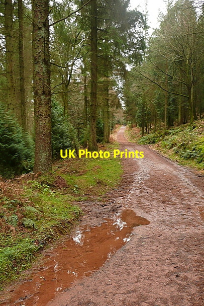 Photo 6"x4" Track in Broadwood Plantation Cowbridge\/SS9542 c2011