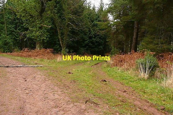 Photo 6"x4" Track and footpath in Broadwood Plantation Carhampton c2011