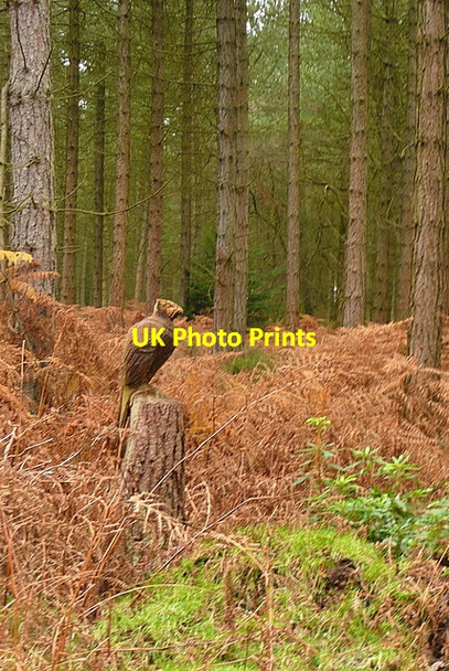 Photo 6"x4" Sculpture in the forest Churchtown\/SS9738 c2011