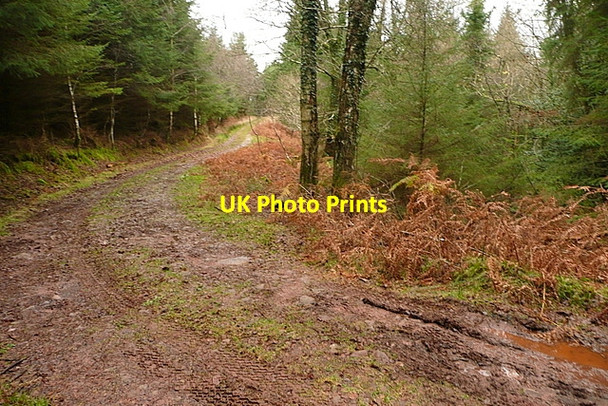 Photo 6"x4" Track in Long Wood Churchtown\/SS9738 c2011