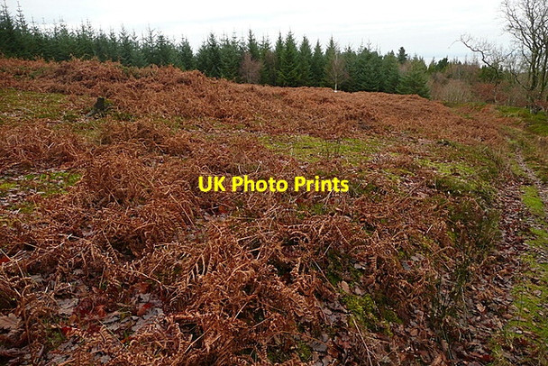 Photo 6"x4" Enclosure in Long Wood Churchtown\/SS9738 c2011