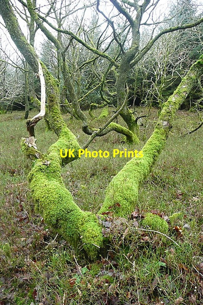 Photo 6"x4" Ancient woodland in Long Wood Churchtown\/SS9738 c2011 P2