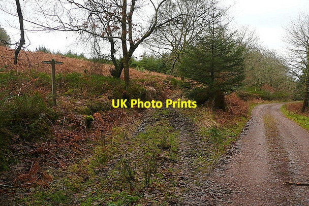 Photo 6"x4" Track in Croydon Hill woodland Churchtown\/SS9738 c2011
