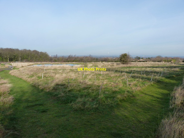 Photo 6"x4" Recent tree plantings near Bayston Hill Bayston Hill c2012