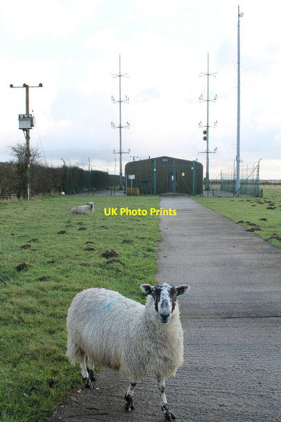 Photo 6"x4" Guard Sheep at Aerial Farm Normanby le Wold c2012