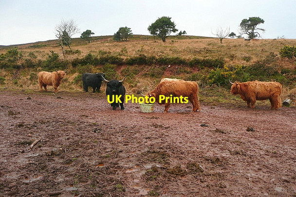 Photo 6"x4" Cattle above Gupworthy Farm Carhampton c2011