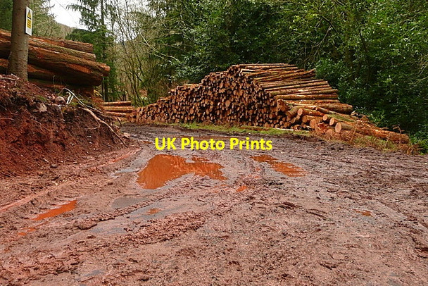 Photo 6"x4" Felling in Longcombe Hill Wood Carhampton c2011